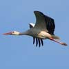 Storch